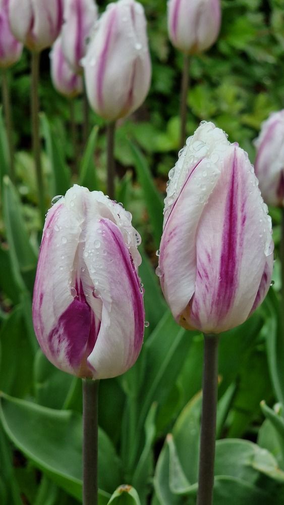 Фотография автора Ольга Быстрова