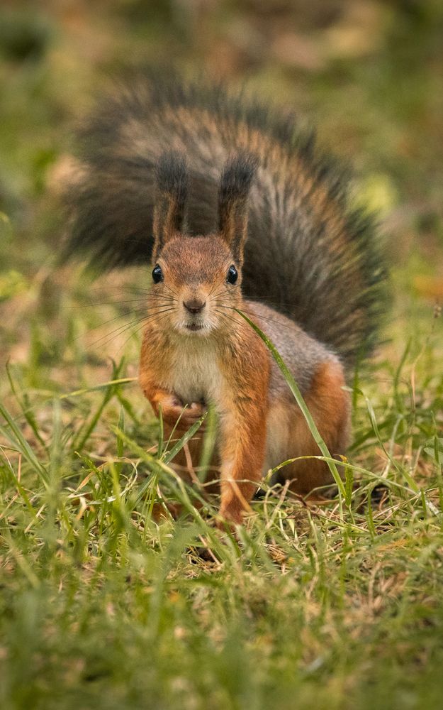 Photograph by Бравичева Анастасия