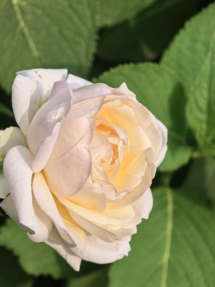 Photograph by Екатерина Борисовна Кузьмина