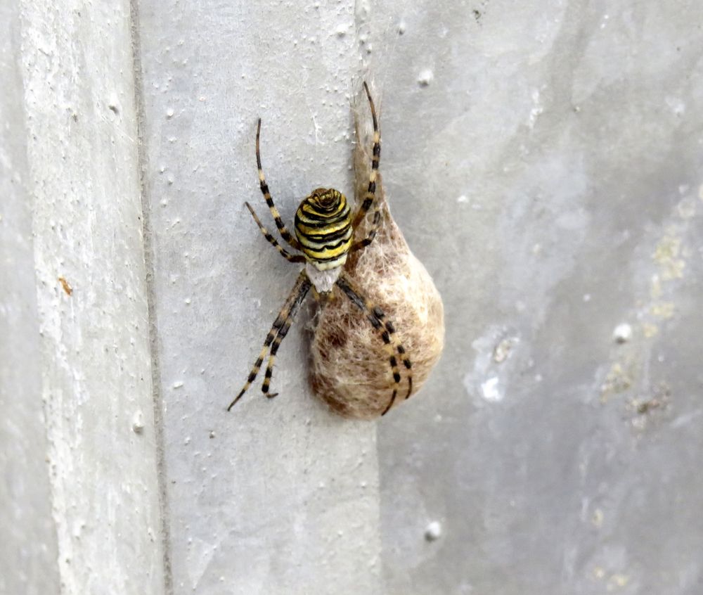 A wasp spider guards its egg clutch