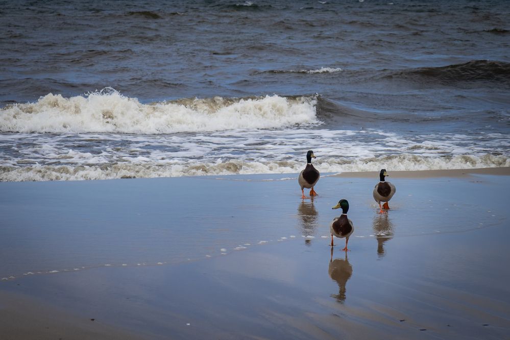 Photograph by Бравичева Анастасия