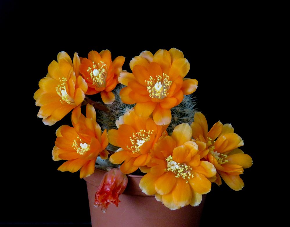 Orange cactus flowers