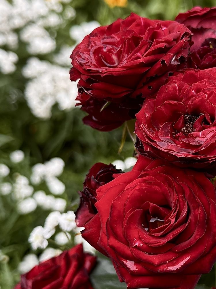 Photograph by Александр Михайлович