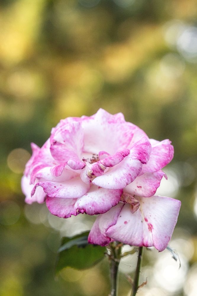 Photograph by Руслан Нигматуллин