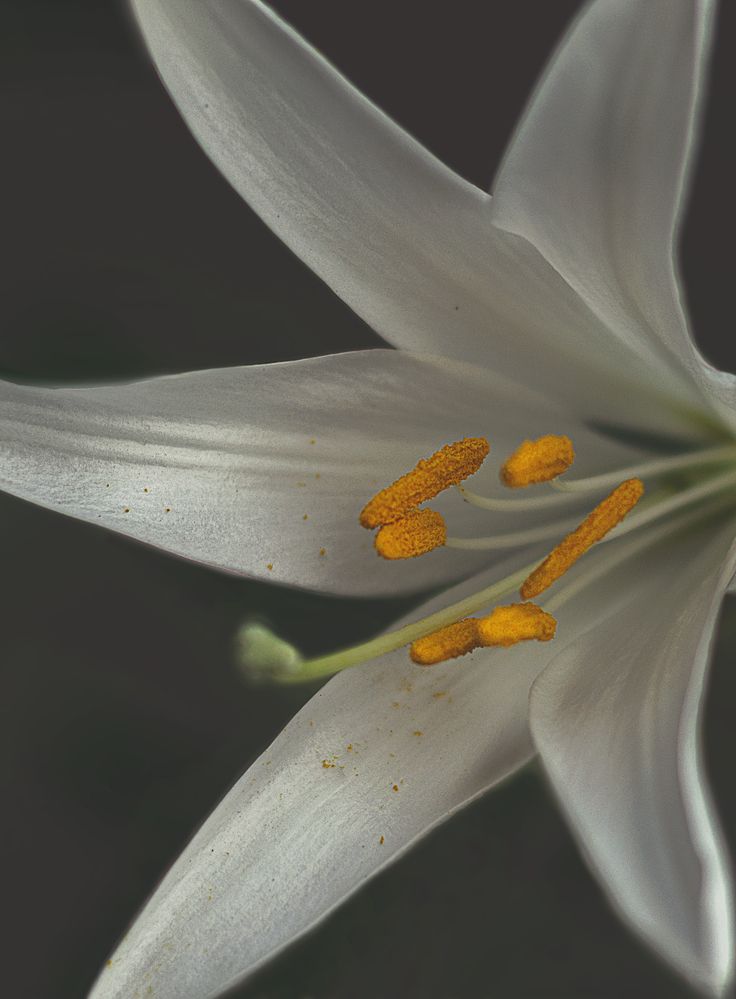 Photograph by Забудская Наталья