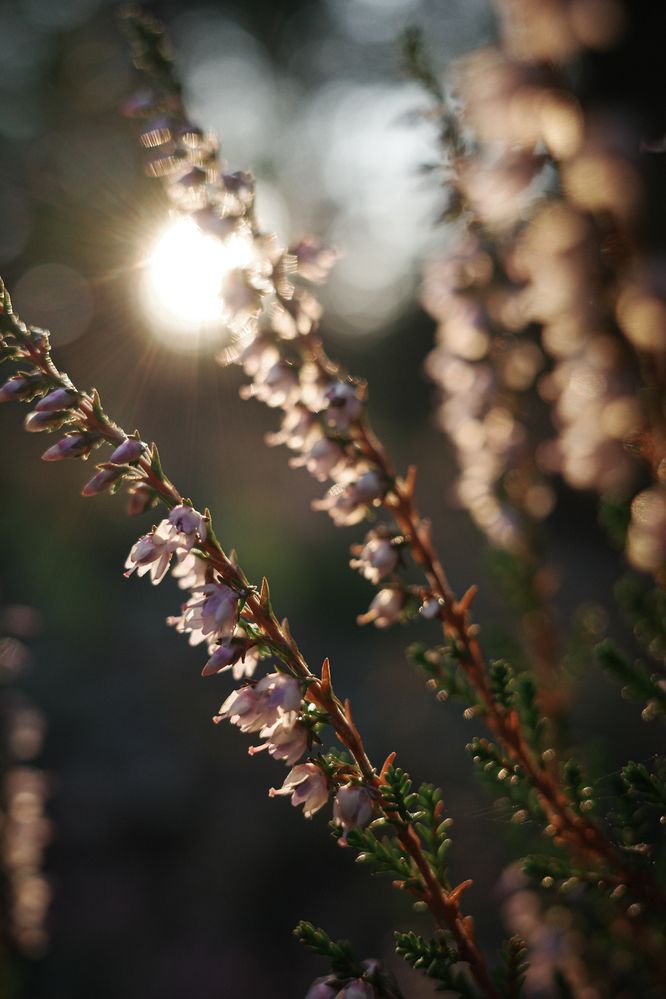 Вересковое лето