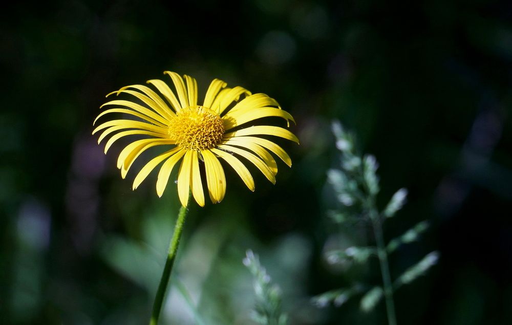 Фотография автора Е лена Е