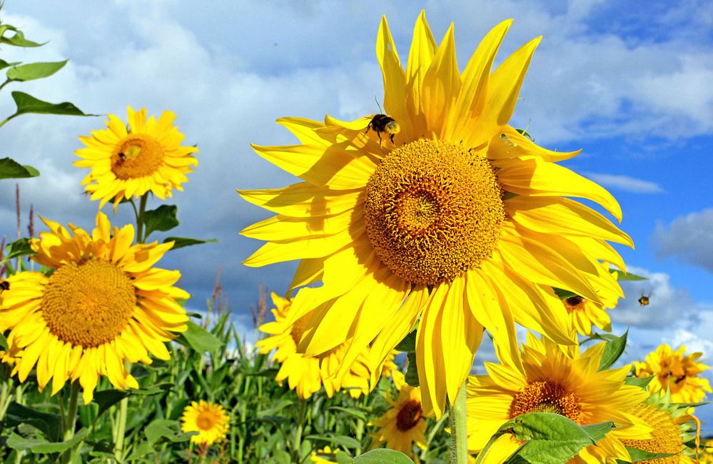 Zonnebloemen in Friesland