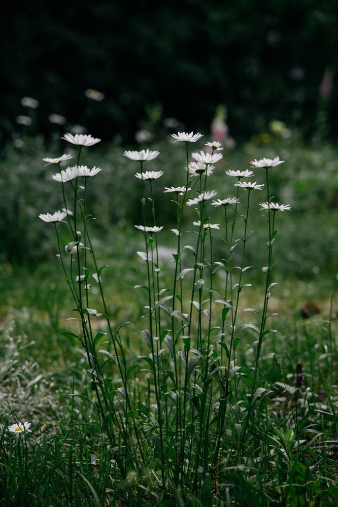 Привет, ромашки