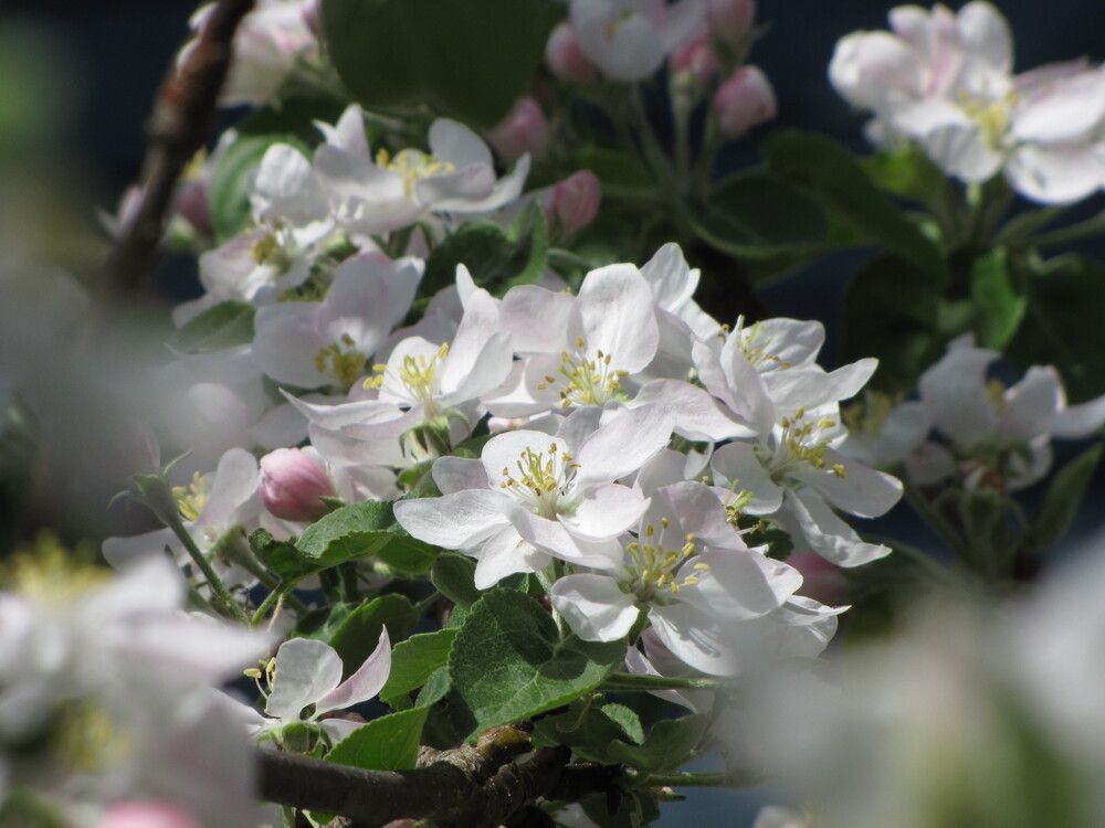 Фотография автора Кузьмичева Екатерина Васильевна