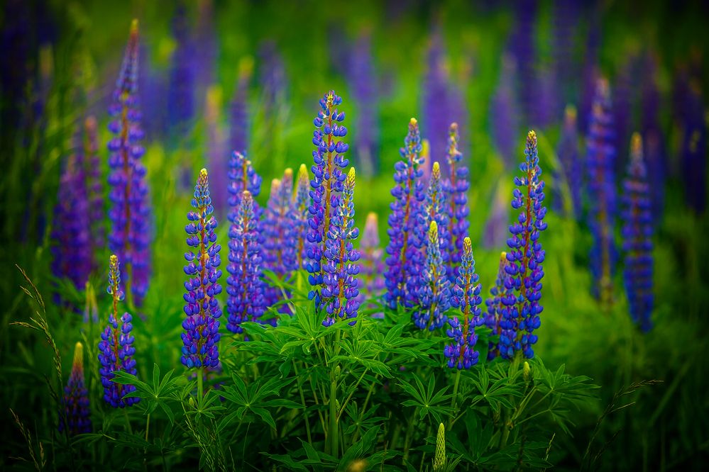 Photograph by Алексей Трифонов