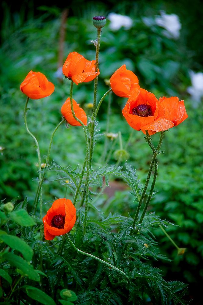 Photograph by Алексей Трифонов