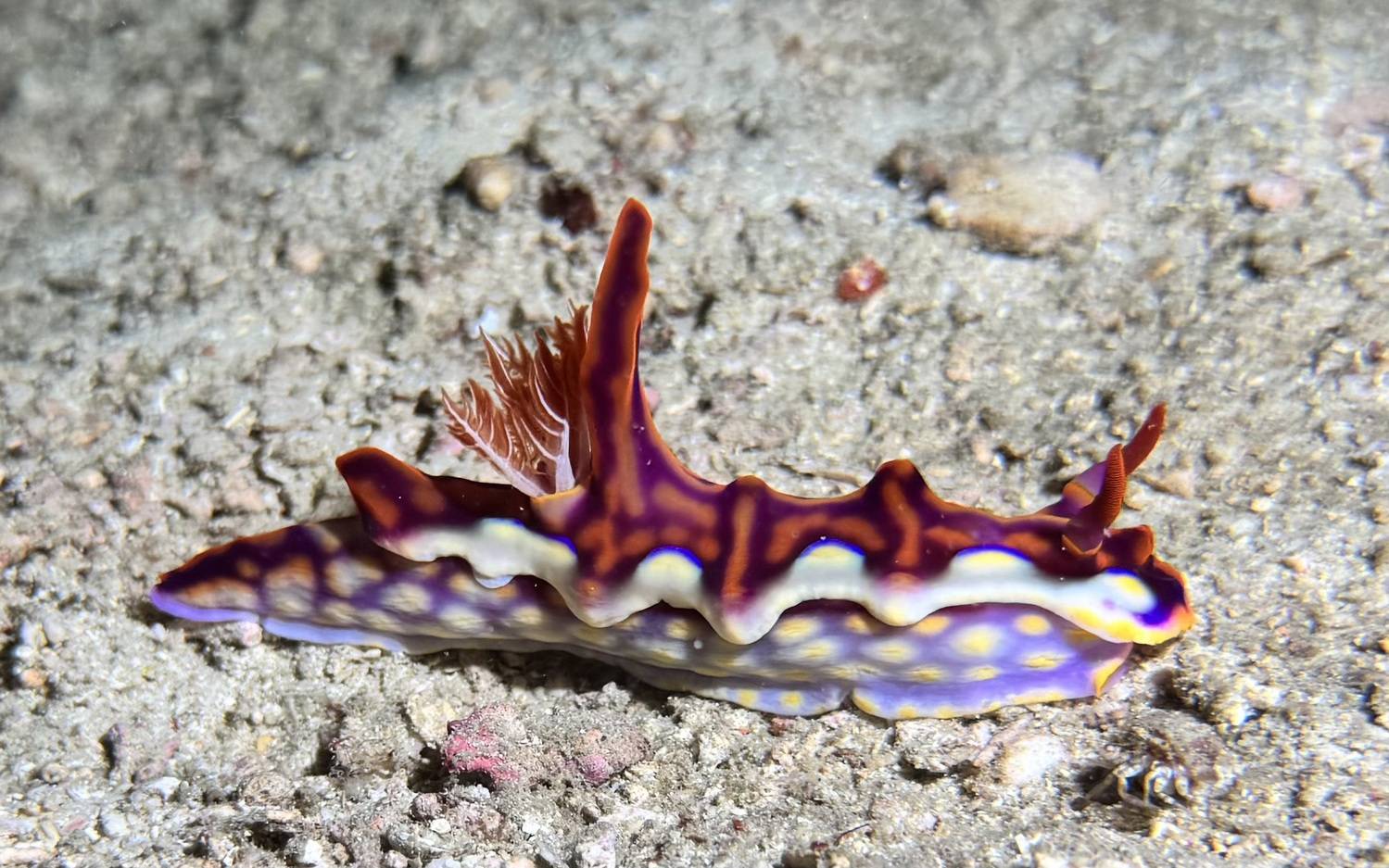 Фотография #12478067