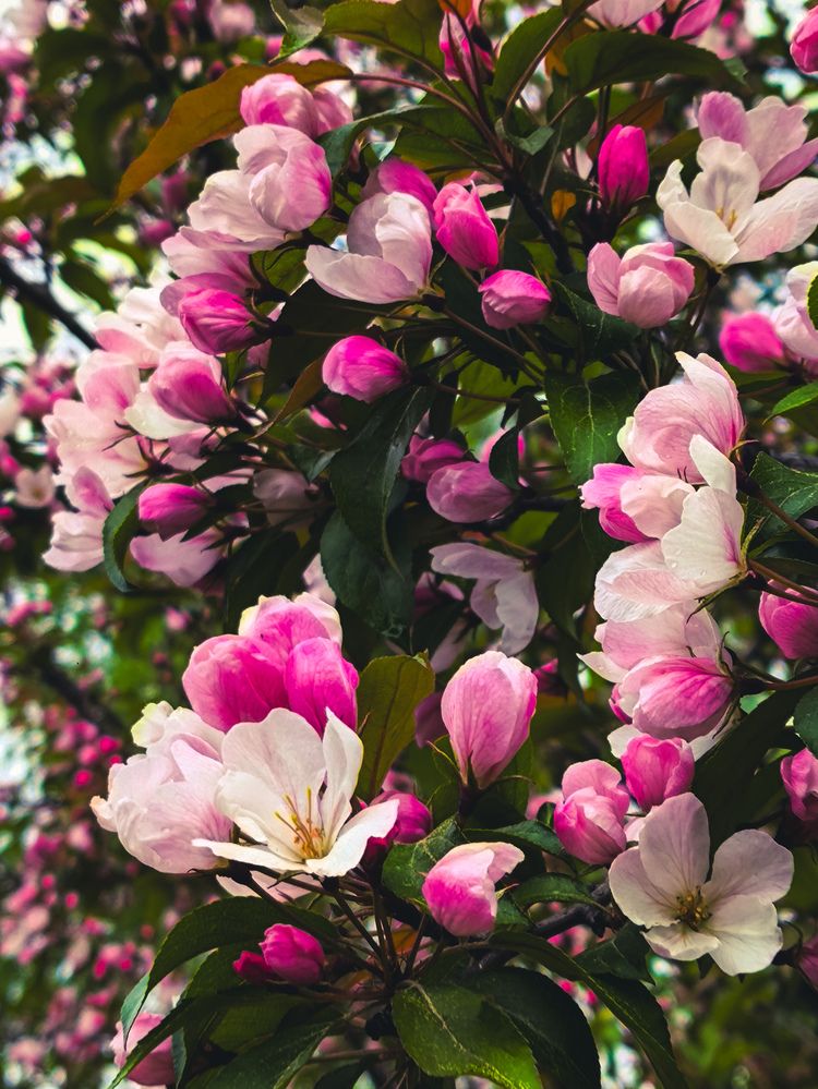 Photograph by Лариса Лысенко