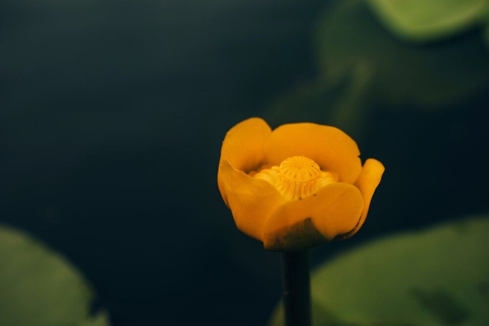 Photograph by Александра Кузуб