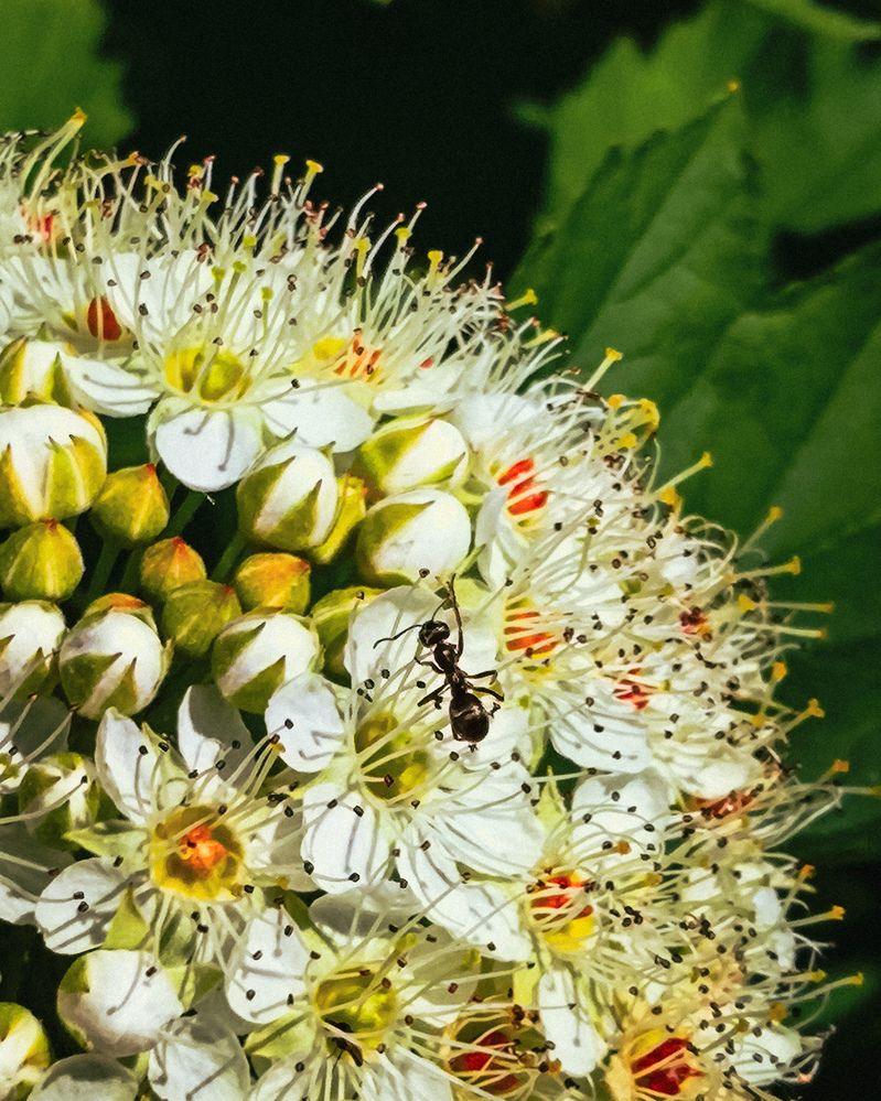 Photograph by Лариса Лысенко