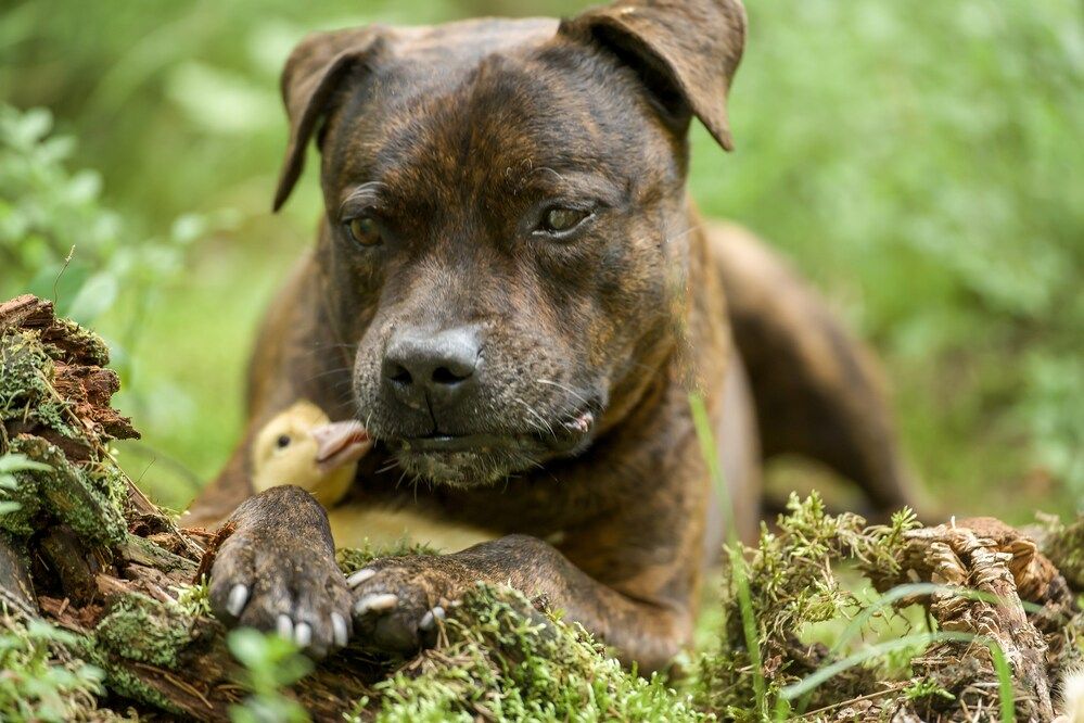 Photograph by Марина Суздаль