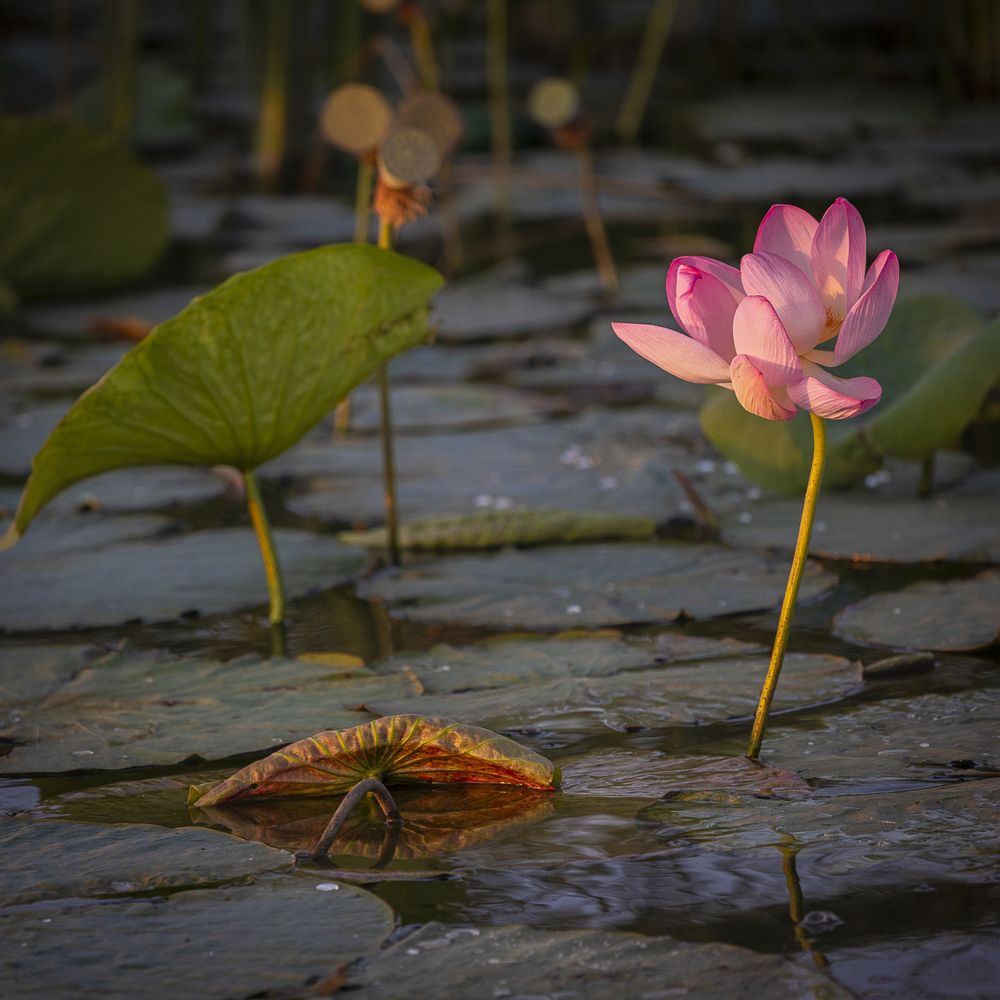 Photograph by Марина Маликова