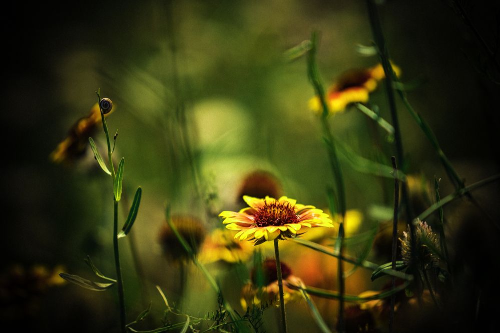 Фотография автора Михаил Лупина