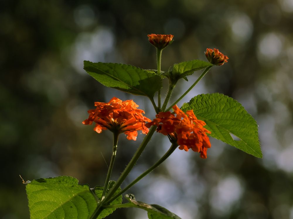 Фотография автора Tanaya Manohar Dhuri