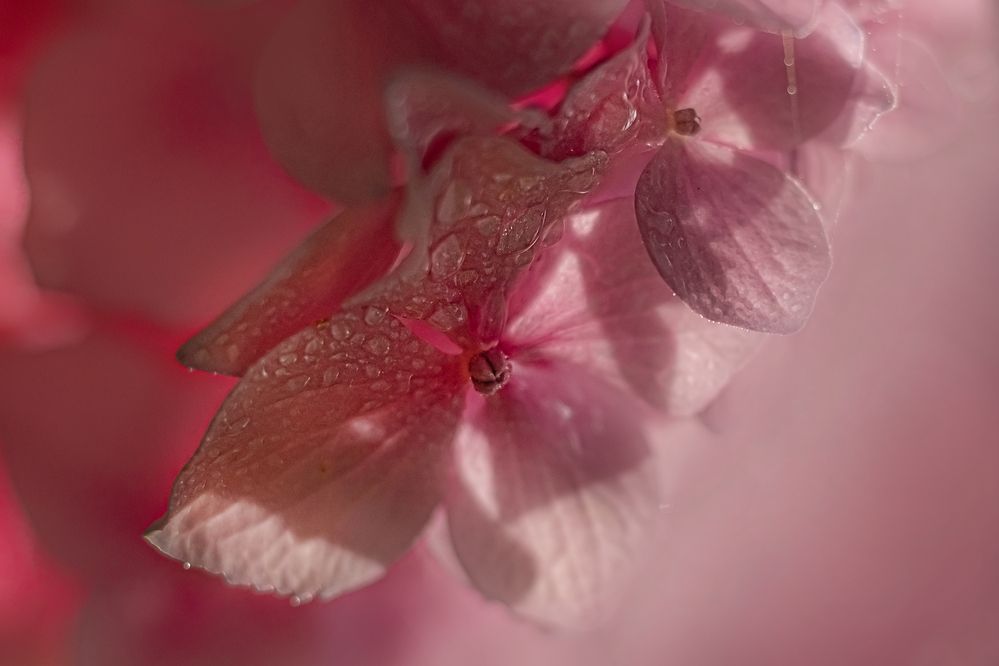 Photograph by Юлия Куликова