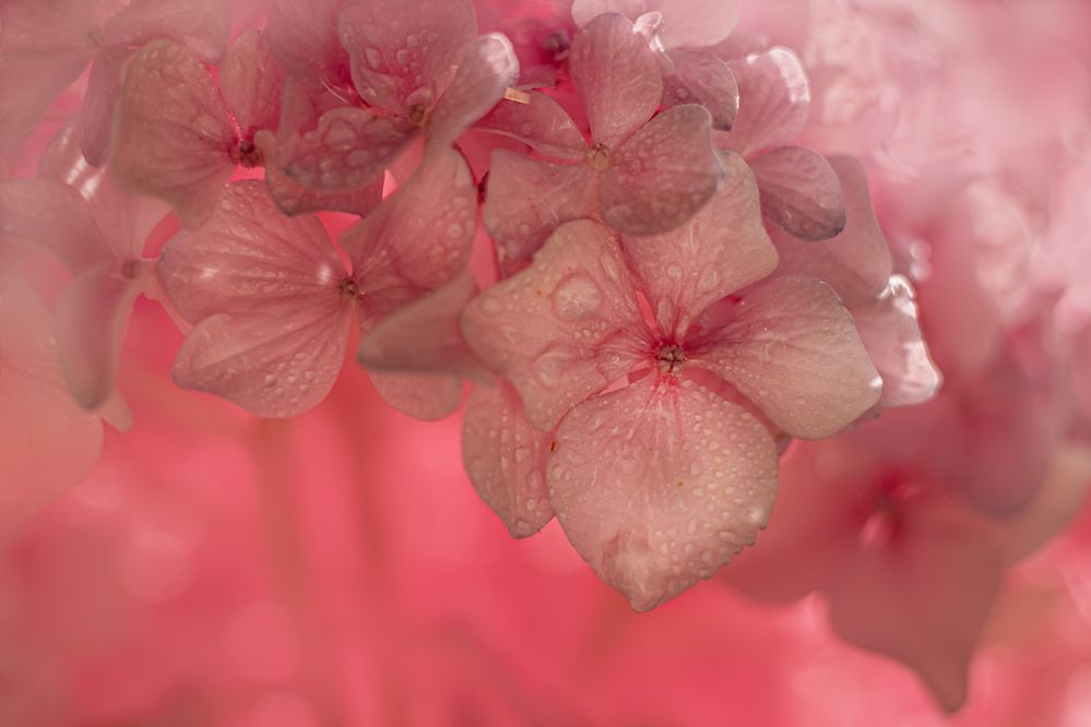 Photograph by Юлия Куликова