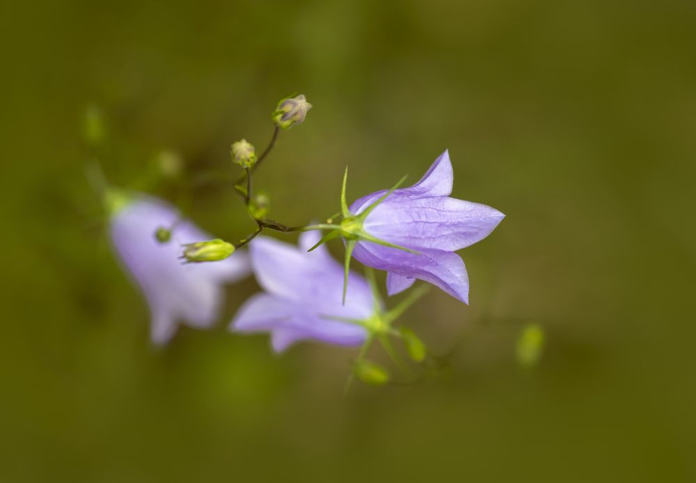 Photograph by Юлия Куликова