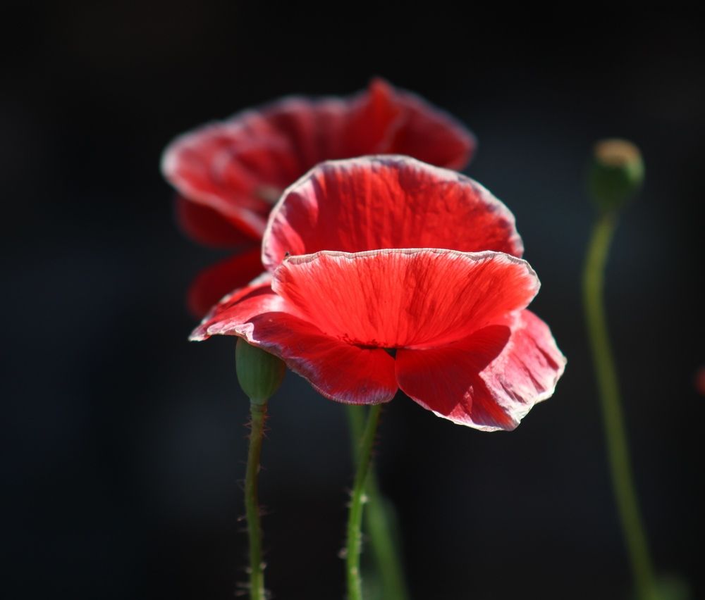 Photograph by Светлана Булыгина