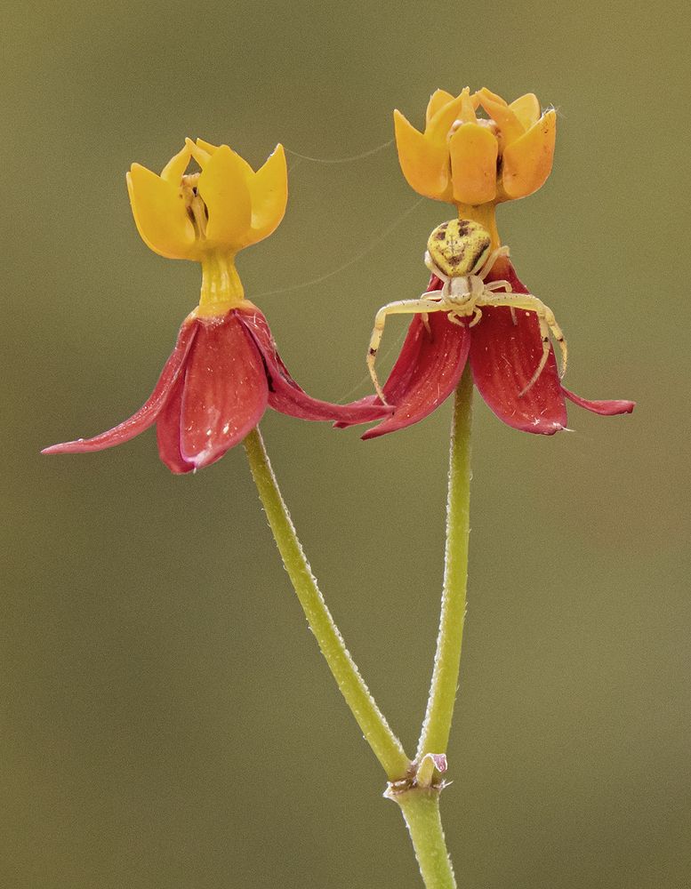 Photograph by Mario Fiorucci