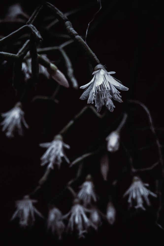 Photograph by Rodrigo Silveira