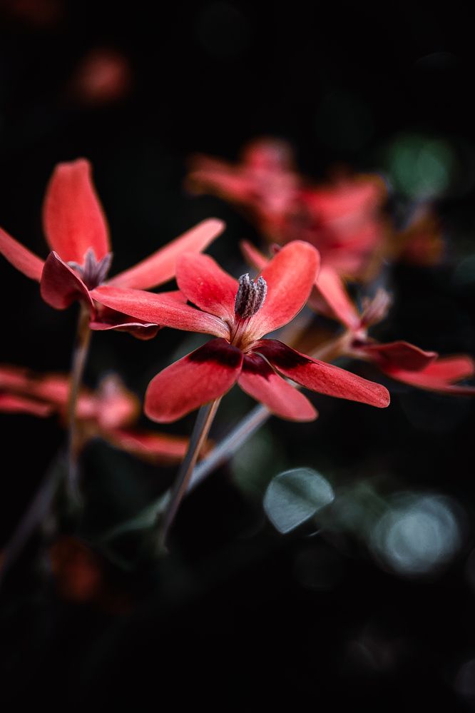 Photograph by Rodrigo Silveira