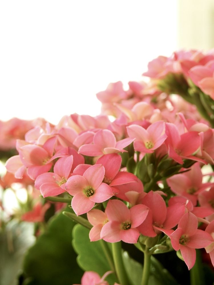 Photograph by Kátia Alves