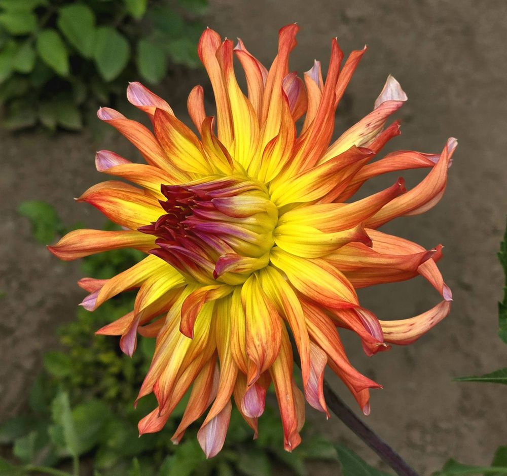 Photograph by Тамара Шкарупа