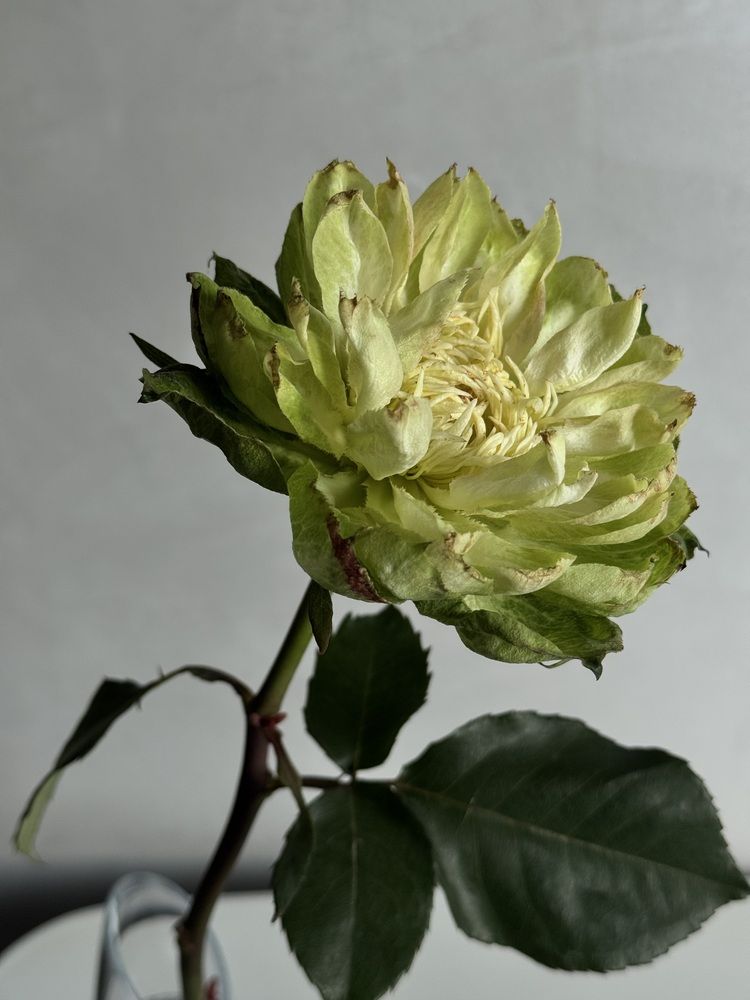 Photograph by Жанна Колесникова