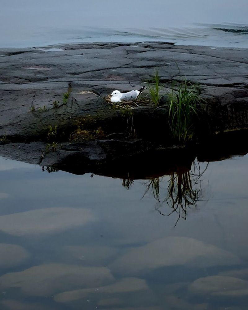 Photograph by Halina Mitsevich