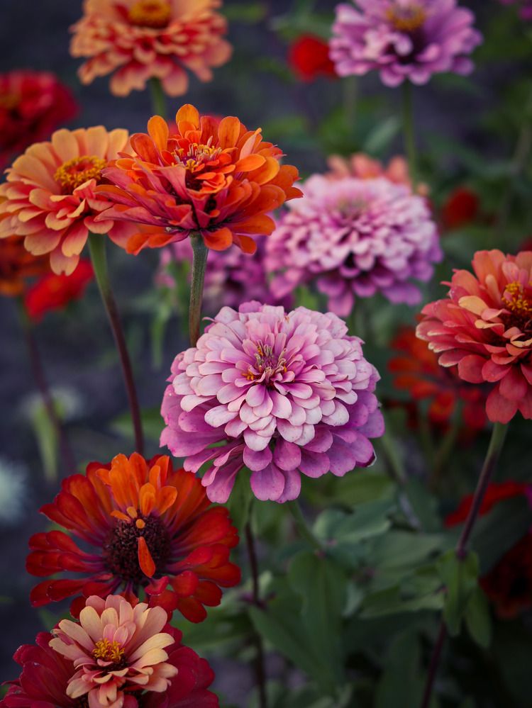 Photograph by Ирина Корабельникова