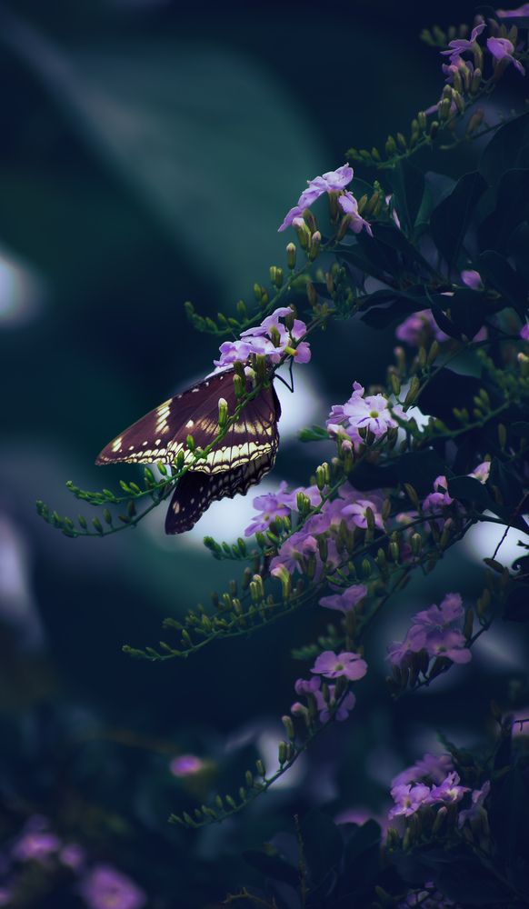 Photograph by Ashiq P F Mohammed