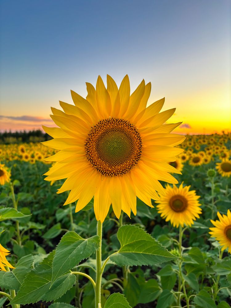 Photograph by Максим Шелякин