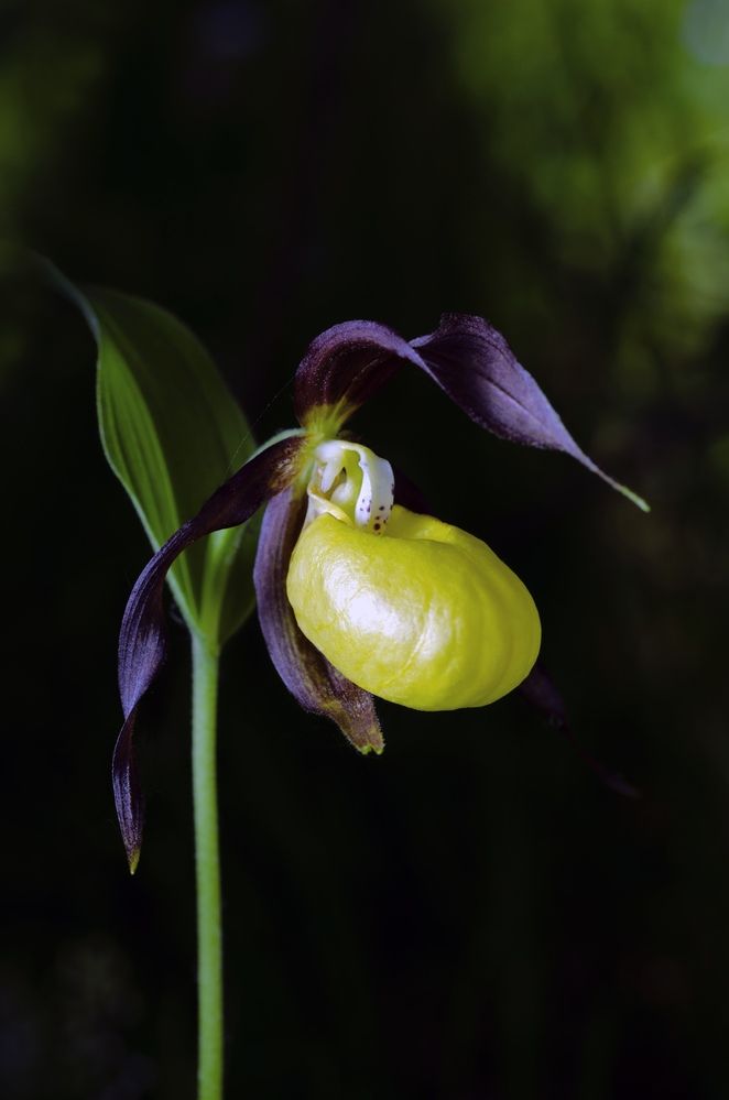 Сибирская орхидея