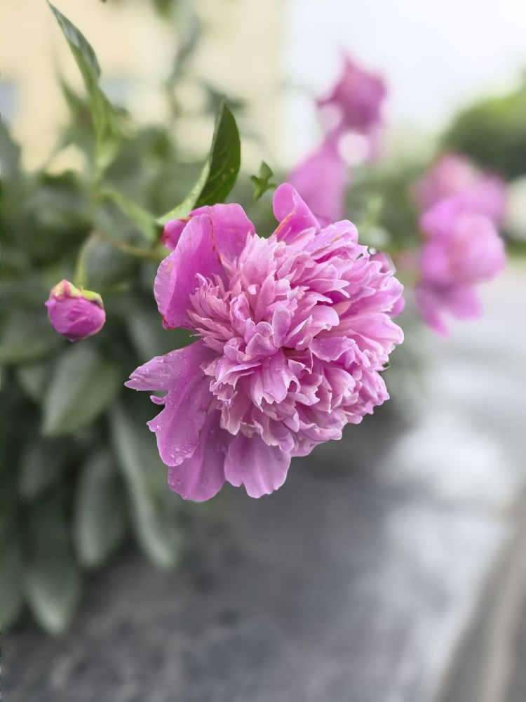 Фотография автора Александр Сипаров