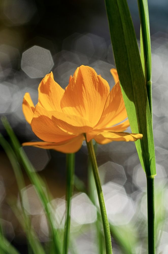 Жарки цветут