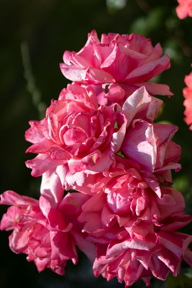 Photograph by Эльвира Зарипова