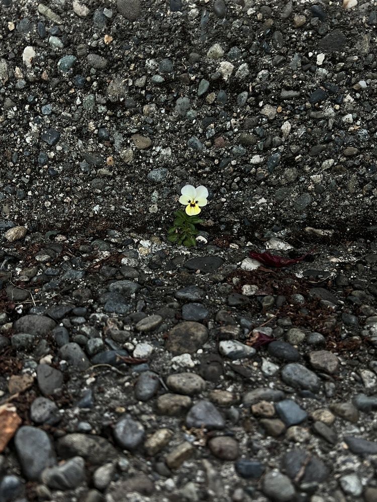 Фотография автора Diana