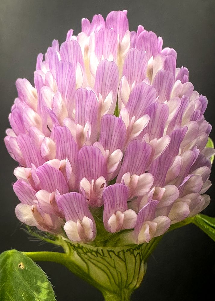 Photograph by Елена Болдырева