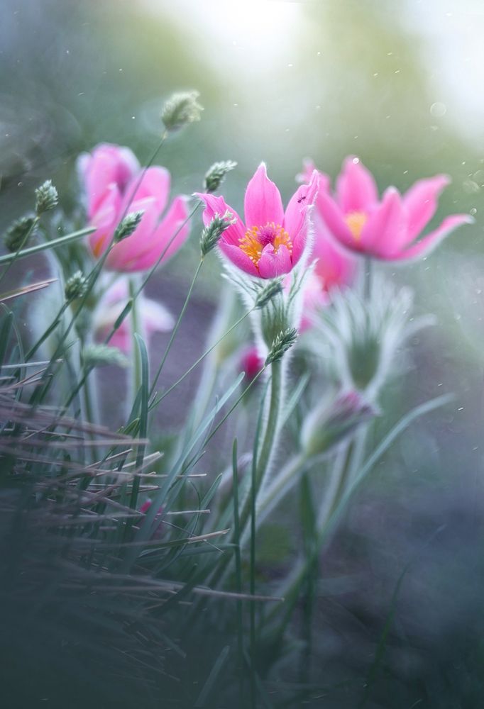 Photograph by S. Dana