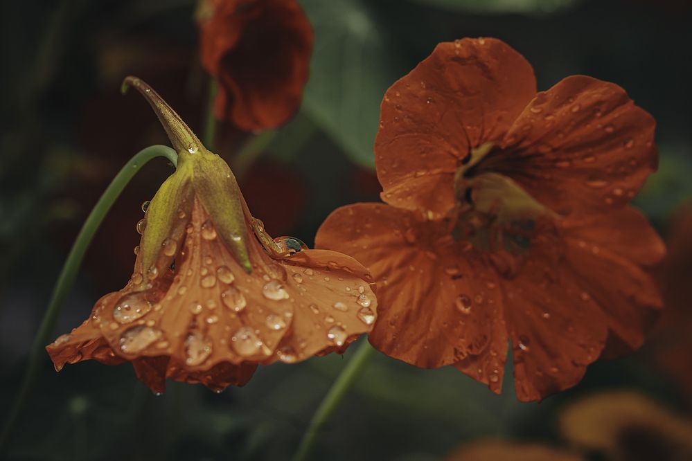 Photograph by Anna Sindikayeva