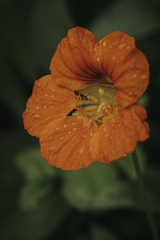 Photograph by Anna Sindikayeva