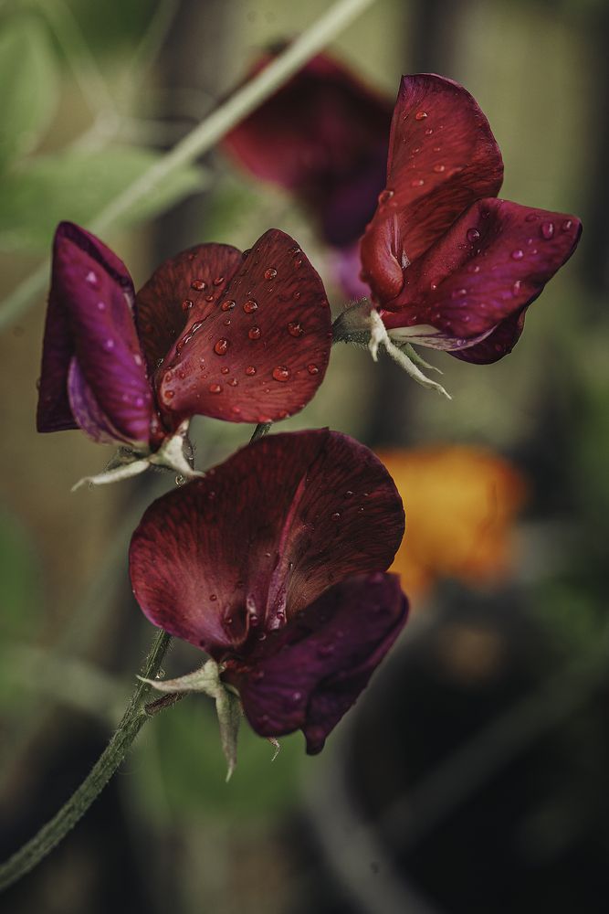 Photograph by Anna Sindikayeva