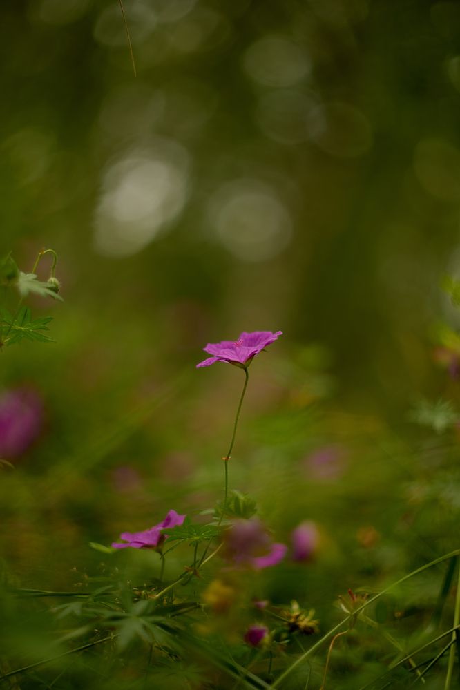Photograph by Валерий Змачинский