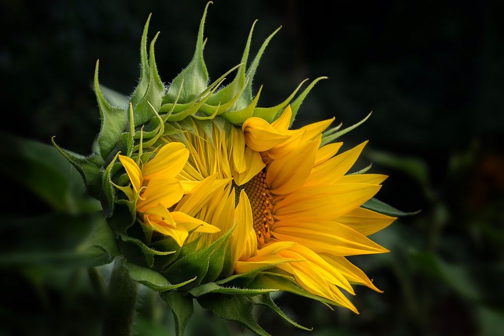 Photograph by Natalia Bondarenko